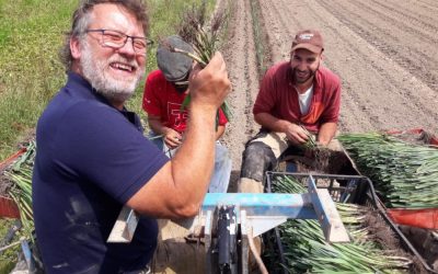 des hommes plantent des poireaux