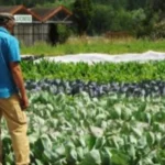 Deux personnes discutent devant un champ cultivé