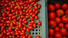 Récolte de tomates