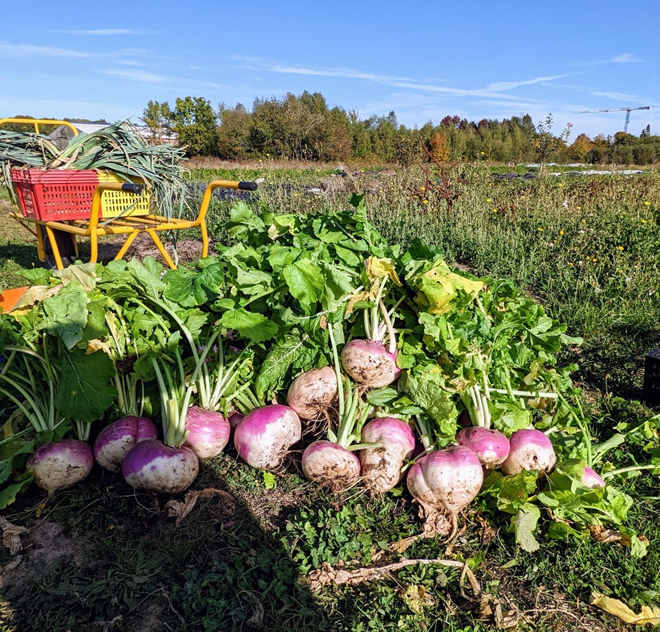 Des navets venant d'être récoltés sont déposés à côté d'une brouette qui contient déjà des poireaux