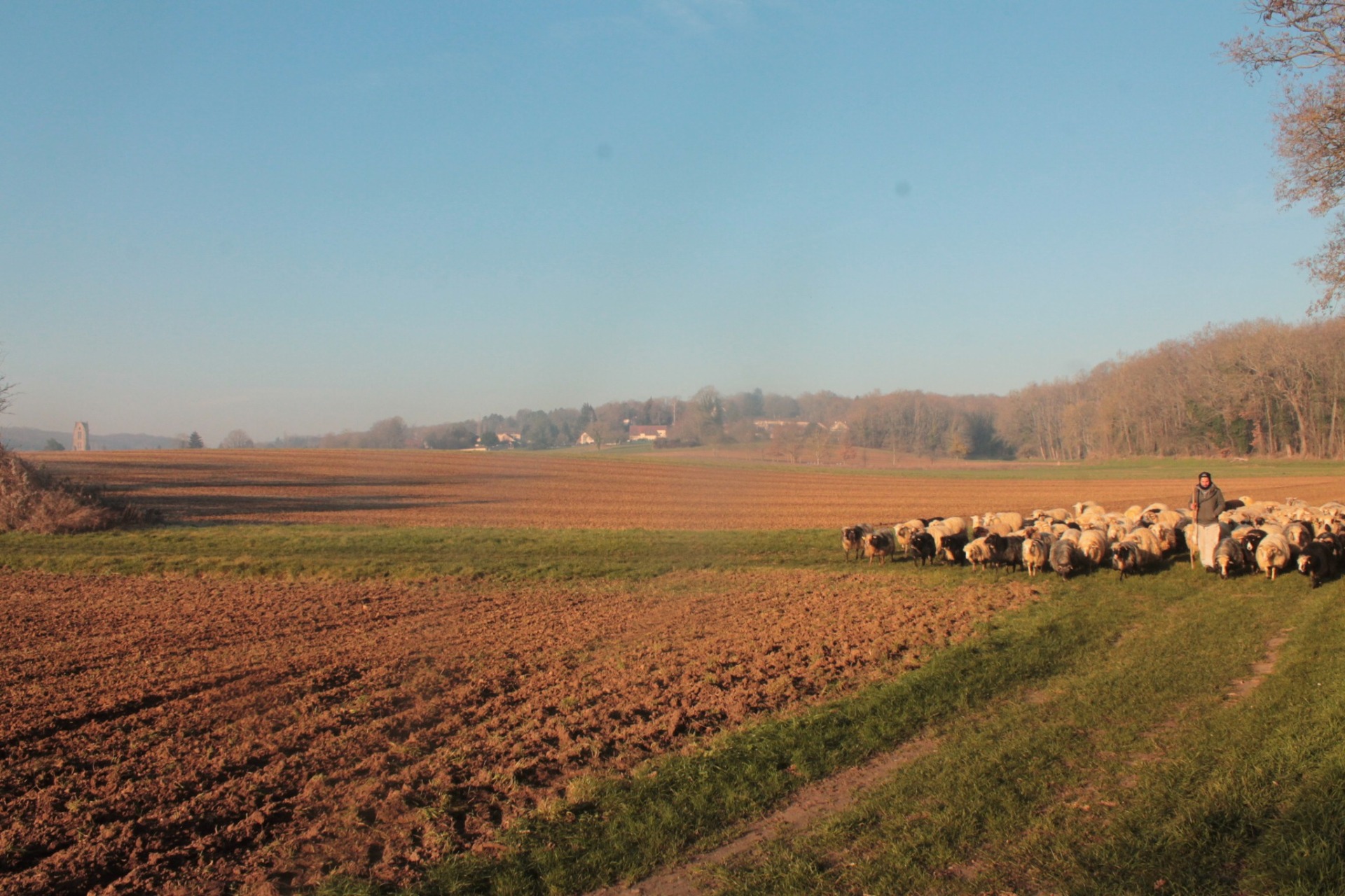 Une personne conduit un troupeau de brebis le long d'un champ cultivé et près de zones d'habitation