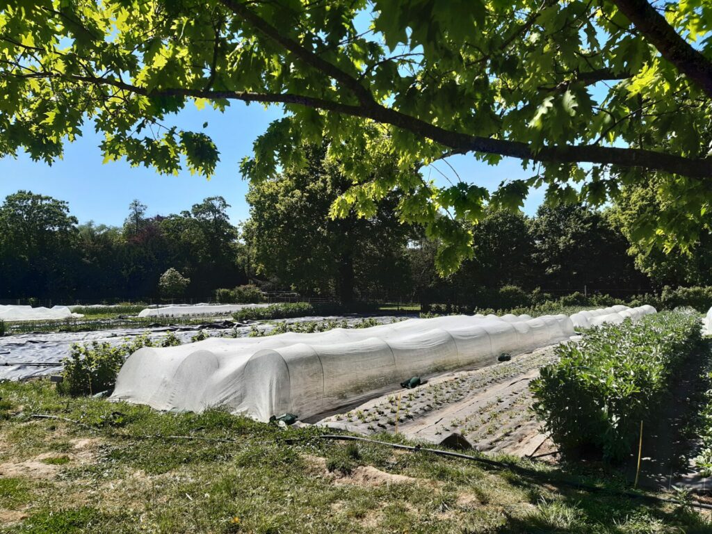 Des parcelles maraîchères au milieu d'arbres au printemps