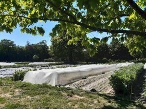 Des parcelles maraîchères au milieu d'arbres au printemps