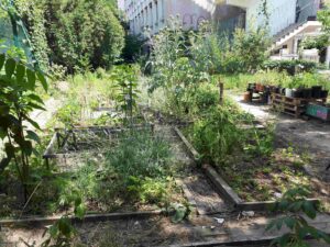 Des potagers en bacs de culture, en ville