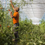 Sous une serre, un maraîcher tuteure des plants de tomates déjà bien rouges.