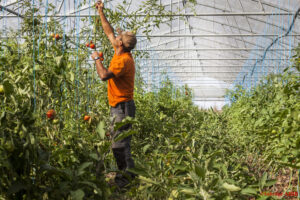 Sous une serre, un maraîcher tuteure des plants de tomates déjà bien rouges.