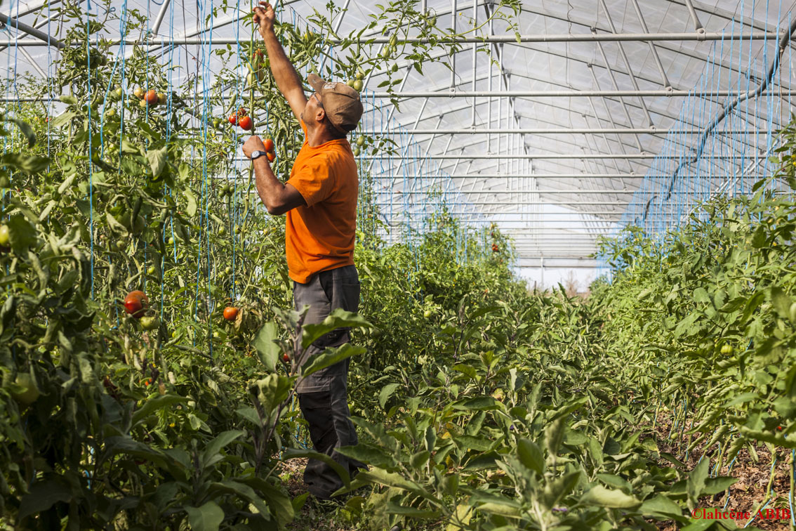Sous une serre, un maraîcher tuteure des plants de tomates déjà bien rouges.