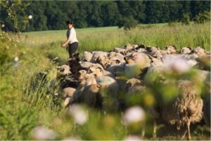 Une éleveuse de brebis emmène son troupeau dans un chemin. Elle regarde ses brebis derrière elle tout en marchant.