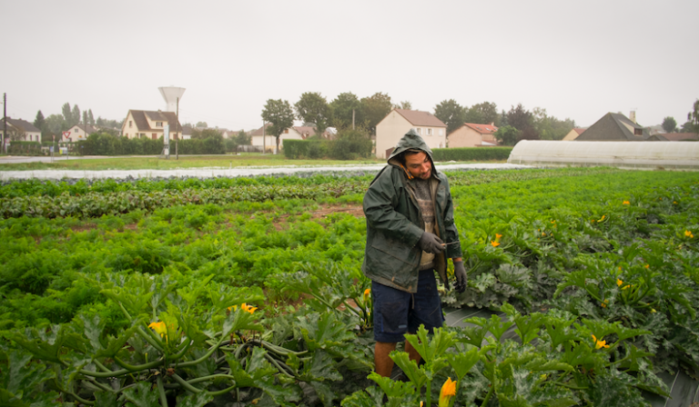 Un maraicher au champ sous la pluie récolte des courgettes tout en téléphonant