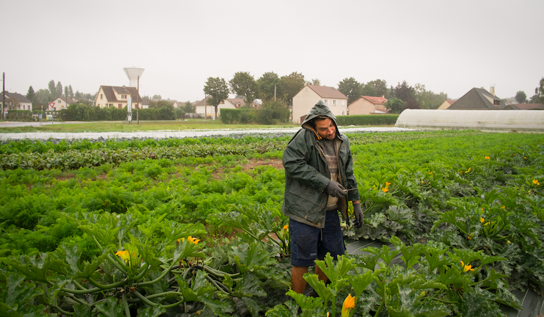 Un maraicher au champ sous la pluie récolte des courgettes tout en téléphonant