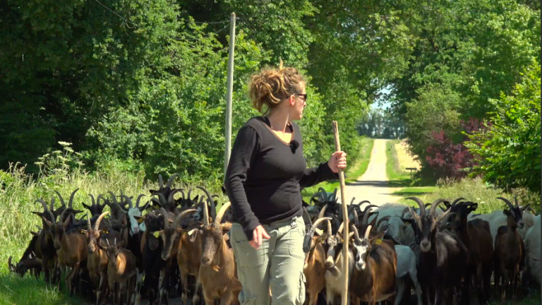 Une femme bergère avance devant son troupeau de chèvres
