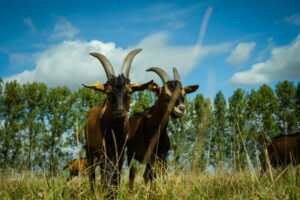 Des chèvres avancent dans un pré