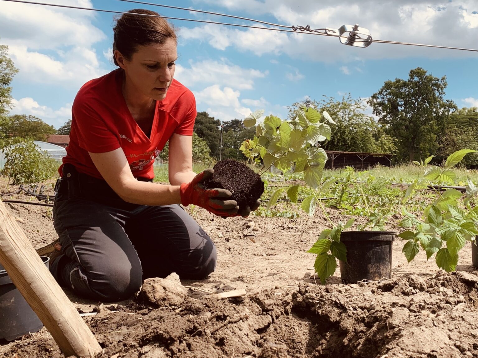 Audrey, maraichère, plante un plant en terre
