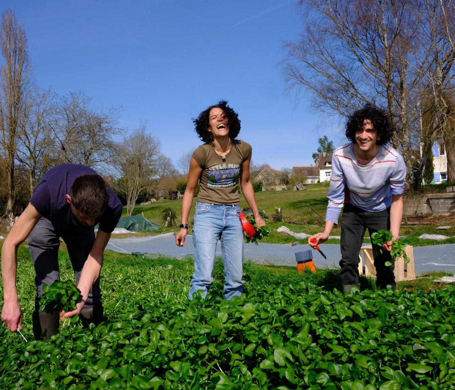Trio de cultivateurs de cresson au champs