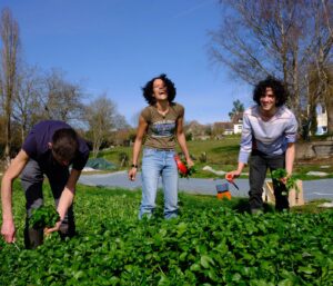 Trio de cultivateurs de cresson au champs