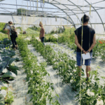 Des personnes visitent une serre maraichère