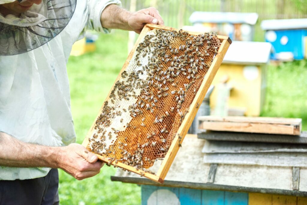 Apiculteur professionnel travaillant avec des abeilles tenant un cadre empli de miel