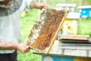 Apiculteur professionnel travaillant avec des abeilles tenant un cadre empli de miel