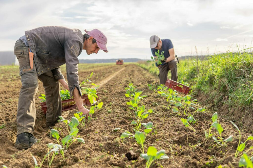Deux hommes travaillent au champ
