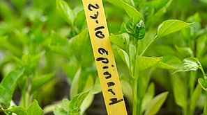 Des plants en gros plant
