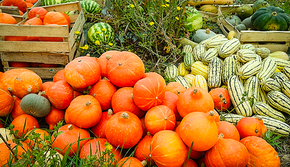 Récolte de courges