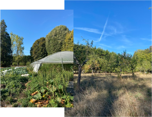 Photos d'un tunnel maraîcher et de parcelles cultivées en agroforesterie